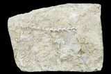 Archimedes Screw Bryozoan Fossil - Alabama #178216-1